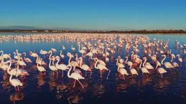 Büyük bir flamingo grubu, üzerinde açık mavi gökyüzü olan sığ sularda duruyor. Kuşlar doğal ortamlarında hareket ettikçe güneş parlıyor..