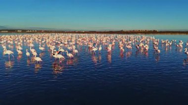Flamingolar suyun yüzeyinde pembe renkleri yansıtan büyük bir grup halinde dururlar. Sahne kuşları gün ışığında doğal ortamlarında yakalıyor..