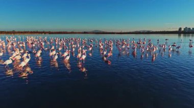 Birçok flamingo sığ sularda durur, yansımaları yüzeyde görülebilir. Sahne, uzak bir şehir ve arka planda dağlar olan bir manzarayı gösteriyor..