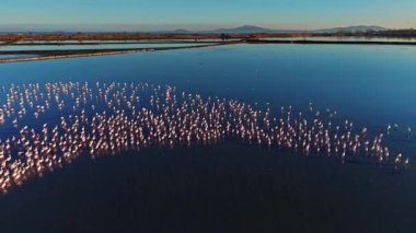 Flamingolar sulak bir alanda sığ sularda birlikte dururlar. Renkleri mavi sularla ve açık gökyüzünün altındaki uzak tepelerle tezat oluşturuyor..