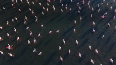 Flamingolar gün batımında sığ sularda toplanırlar. Ayakta duruyorlar ve yürüyorlar, doğal ortamlarında renkli bir sahne yaratıyorlar..