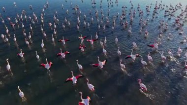 Flamingolar gün batımında sığ sularda durup yürürler. Sahne, sahil kenarındaki doğal ortamlarda hareket eden kuşları gösteriyor..