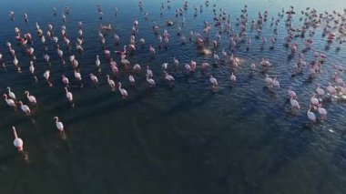 Flamingolar parlak güneş ışığı altında sığ sularda yürürler. Çok sayıda insan gölde bir araya gelerek doğa ve vahşi yaşam etkileşiminin canlı bir görüntüsünü oluştururlar..