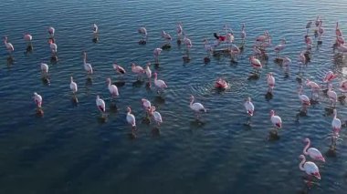 Bir grup flamingo sığ sularda duruyor, birkaç beslenme ve diğerleri etkileşimde. Bu sahne sürüyü gündüz doğal ortamında yakalar..