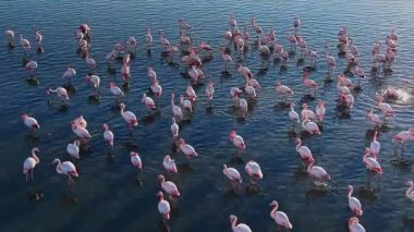 Flamingolar durgun suda yürürler ve doğal ortamlarında büyük bir grup oluştururlar. Ayar, kuşları yansıtan suyun çeşitli tonlarını gösteriyor..