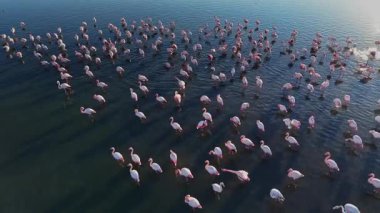 Flamingolar sığ sularda yürürler, gruplar oluştururlar. Parlak güneş ışığı altında besleniyor ve etkileşime geçiyorlar. Doğada canlı bir sahne yaratıyorlar..