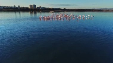 Güneş batarken büyük bir flamingo grubu sığ sularda duruyor. Binalar arka planda görülebilir ve gökyüzü az bulutla berrak.