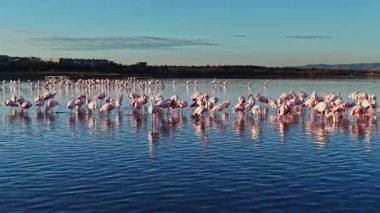Birçok flamingo, güneş arka planda batarken durgun suda duruyor. Sahne yansımaları ve siluetleri akşam ışığına karşı gösteriyor.
