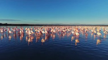 Büyük bir flamingo grubu gün batımında sığ sularda toplanır. Renkli kuşlar, berrak mavi gökyüzüne karşı durgun yüzeyde yansımalar yaratıyor..