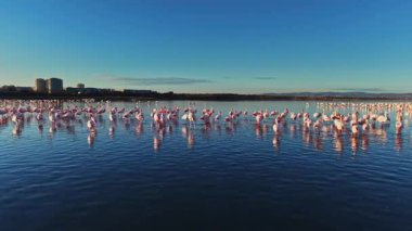 Flamingolar büyük bir gruptaki yansımalarla sığ sularda dururlar. Parlak mavi gökyüzü ve uzak binalar görülebilir. Sahne doğal ortamdaki vahşi hayatı gösteriyor..
