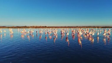 Flamingolar yüzeyden yansıyan güneş ışığında sığ sularda toplanırlar. Açık gökyüzü ve uzak kara manzaralı sulak bir alanda görülürler..