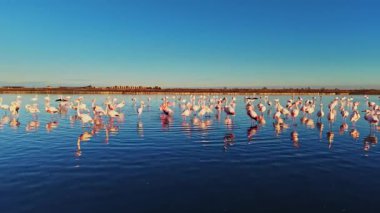 Birçok flamingo gün ışığında sığ sulardadır. Yansımaları sakin suda görülebilir. Gökyüzü açık ve mavi.