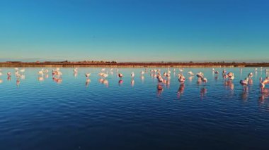 Flamingolar alacakaranlıkta sığ sularda toplanırlar. Güneş arka planda batarken sakin yüzeyde şekillerini yansıtırlar..