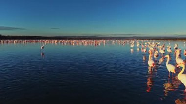 Flamingolar gün batımında gölün sığ sularında durup yürürler. Canlı renkleri, ılık ışıkta beslenip dinlenirken sakin suları yansıtır..