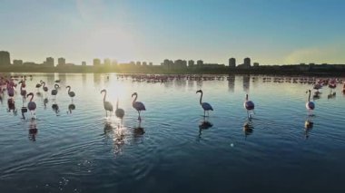 Flamingolar, güneş şehrin siluetinin arkasında batarken bir su kütlesinin içinde duruyorlar. Yansımalar, kuşların çevrelerinin tadını çıkardığı renkli bir sahne yaratıyor..