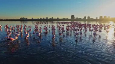 Flamingolar gün batımında sığ sularda toplanırlar. Güneş suyun üzerinde batarken şehrin ufuk çizgisi arka planda görülebilir..