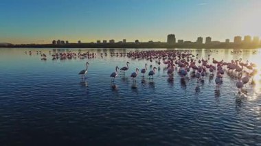 Flamingolar gün batımında sığ sularda dururlar. Geniş bir grup oluşturarak, arka plandaki binalar ve açık bir gökyüzü karşısında canlı bir sahne oluştururlar..