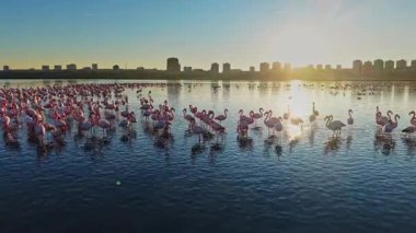 Flamingolar gün batımında sığ sularda, arka planda bir şehir silueti ile dururlar. Parlak gökyüzü birçok kuş olduğu için suya yansıyor..