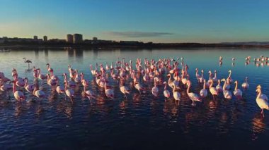 Flamingolar sığ sularda duruyorlar, güneş şehrin ufuk çizgisinin arkasında batarken gruplar oluşturuyorlar. Sakin su onların parlak renklerini ve yakınlardaki binaları yansıtır..