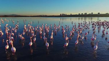 Flamingolar sığ sularda duruyorlar güneş şehrin siluetinin arkasında batarken. Kuşlar suyun yüzeyine dağılmış renkli bir manzara yaratıyorlar..