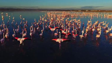 Flamingolar gün batımında sığ sularda dururlar. Bazıları kanatlarını gösterirken birçok kuş besleniyor. Sulak alan hareketlilik ve canlı renklerle dolu..