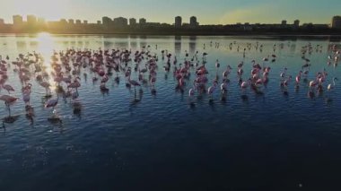 Flamingolar gün batımında sığ sularda toplanıyor ve arka planda bir şehir silüeti var. Güneş, doğal ortamlarında etkileşime girerken suya da yansıyor..