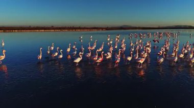 Bir grup flamingo gün batımında sığ sularda toplanıyor. Gökyüzü açık, ve onlar birlikte hareket ederken güneş sahneye sıcak bir ışık saçıyor..