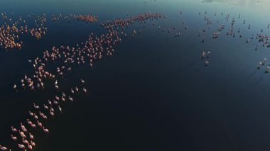 Flamingolar sulak bir alanda çok sayıda toplanırlar. Kuşlar sığ sularda duruyor, berrak gökyüzünün altında canlı bir sahne yaratıyorlar..