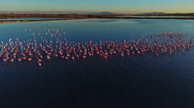 Flamingolar gün batımında denizde büyük bir grup halinde toplanırlar. Canlı renkleri sakin sulara ve arka plandaki uzak dağlara karşı koyuyor..