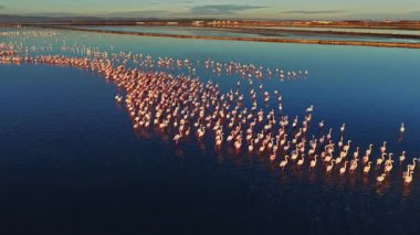 Flamingolar gün batımında sığ sularda büyük bir grup halinde dururlar. Gökyüzü, beslenirken ve birbirleriyle etkileşime girerken renkli ışığı yansıtır..