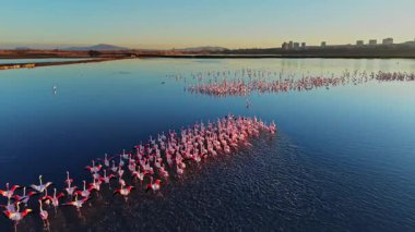 Flamingolar gün batımında sığ sularda dururlar. Canlı renkleri mavi sularla tezat oluşturuyor ve arka planda şehir silueti canlı bir sahne yaratıyor..