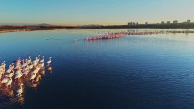Flamingolar gün batımında sığ sularda toplanırken binalar uzakta yükseliyor. Gökyüzü, hareket ettikleri suyun sakin yüzeyine ışığı yansıtır..