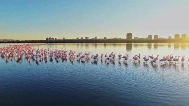 Flamingolar gün batımını yansıtan sığ sularda bir arada dururlar. Güneş suyun üzerinde batarken binalar arka planda yükselir..