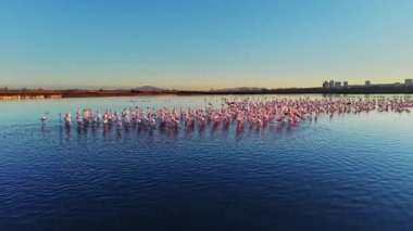 Flamingolar güneş batarken bir su kütlesi oluştururlar. Şehrin ufuk çizgisi uzaktan görülebilir. Kuşlar hareket eder ve sakin sularda dalgalanmalar yaratır..