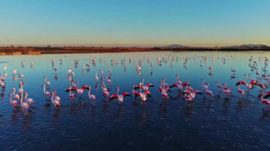 Flamingolar güneş batarken sığ sularda toplanırlar. Sahne birçok kuşu farklı pozlarda gösteriyor, sulak bir alanda canlı bir atmosfer yaratıyor..