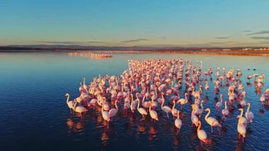 Güneş batarken sığ sularda duran büyük bir flamingo grubu üzerlerindeki pembe ve turuncu tonlarını yansıtıyor. Sahne vahşi doğada doğal bir toplanma gösteriyor..