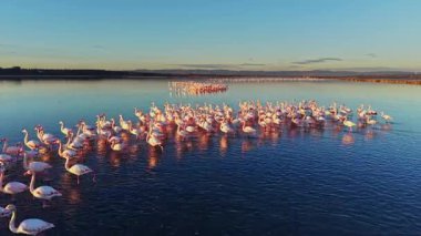 Flamingolar, güneş arka planda batarken bir su kütlesinin içinde dururlar. Birçok kuş görülebilir, sulak bir bölgede canlı bir sahne yaratıyor..