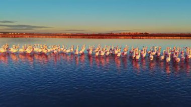 Güneş arka planda batarken bir grup flamingo sığ sularda yan yana duruyor. Gökyüzü sıcacık ve yansımaları suda parıldıyor..