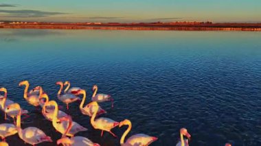 Flamingolar sığ sularda durur güneş vahşi yaşam rezervlerinde batarken. Renkli gökyüzü suya yansıyarak kuşlarla güzel bir sahne yaratıyor..