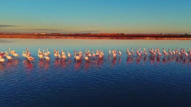 Flamingolar gün batımında durgun suda uzun bir sıra oluştururlar. Gökyüzü turuncu ve mavi renkler gösteriyor, güzel bir sahne yaratıyor..
