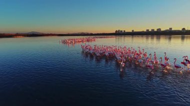 Güneş binaların arkasında batarken flamingolar sığ sularda yürürler. Kuşlar su yüzeyinde bir çizgi halinde hareket ederken gökyüzü renkleri gösterir..