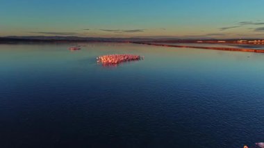 Flamingolar gün batımında sığ sularda birlikte dururlar. Güneş, sakin bir gölün üzerinde sıcak renkler bırakıyor. Doğal ortamlarında vahşi yaşam sahneleri yaratıyor..