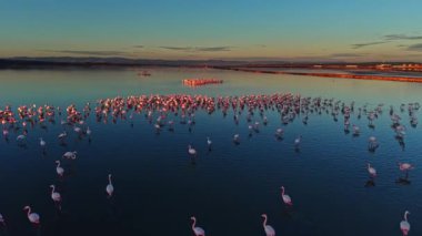 Flamingolar gün batımında sığ sularda çok sayıda bir araya gelirler. Güneş, sulak araziyi sıcacık renklerle kaplayarak manzarayı çarpıcı bir şekilde gösteriyor..