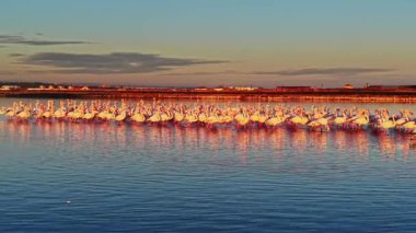 Flamingolar sığ sularda toplanır. Güneş arka planda batar, sahnede sıcak bir parıltı yaratır. Kuşlar hala akşam güneşinin tadını çıkarıyorlar..