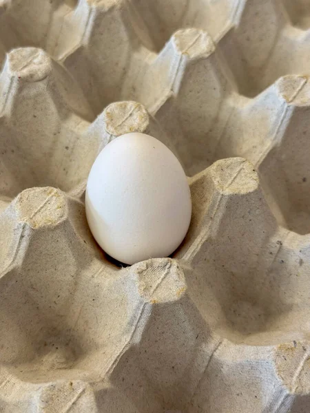 Bir yumurta karton bir yumurta tepsisinin içinde tek başına oturur ve hatları temizdir. Tepsi gri malzemeden yapılmıştır ve birden fazla yumurta tutmak için alanı vardır. Işık basit bir ayar oluşturur.