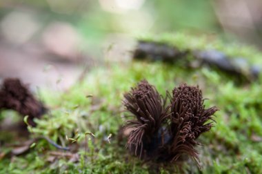 mantar, tentacles gibi