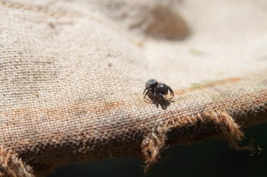 atlama örümcek bir bez üzerinde oturuyor