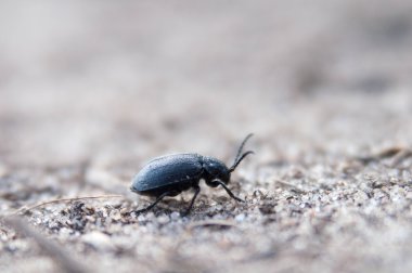 Tek siyah böceği beyaz kum tarama