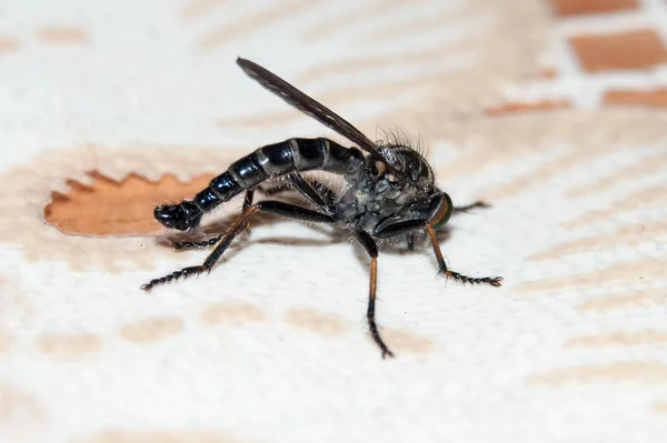 Asilidae beyaz masa örtüsü üzerinde oturur