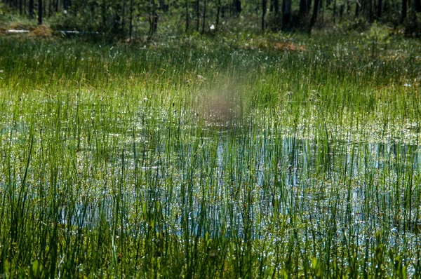 Marsh, bataklık, çimenli sazlık
